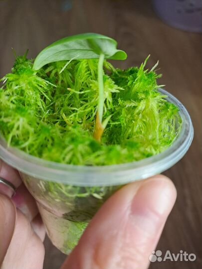 Алоказия сильвер дракон