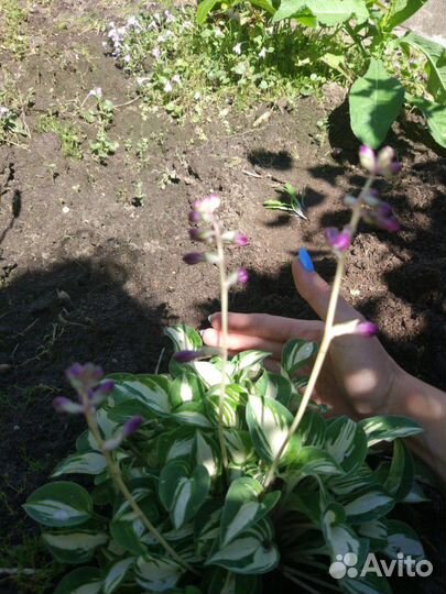 Хоста миниатюрная