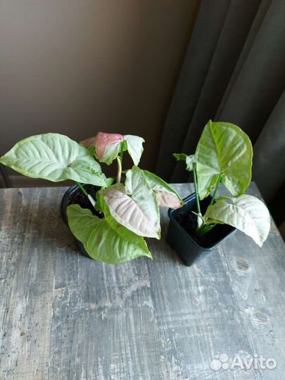 Сингониум милк конфети