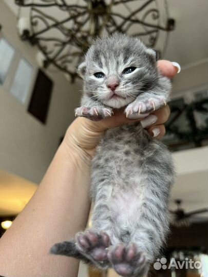 Амурские котята