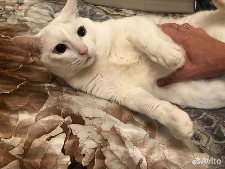Отдам кошку