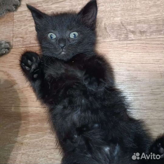 Шотландские котята помесные