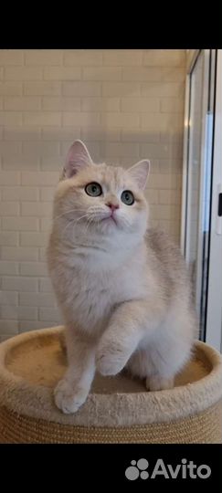 Парень ау 12 на выдане