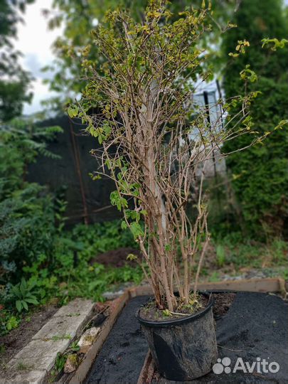 Чубушник жасмин,спирея,ирисы,сирени