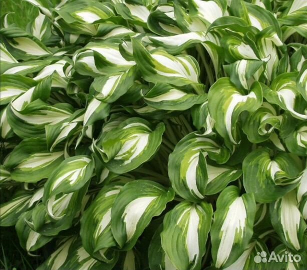 Хосты бордюры для сада. Цветы многолетние