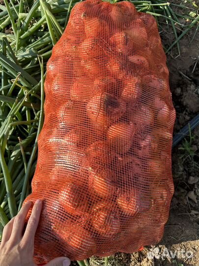 Лук репчатый оптом