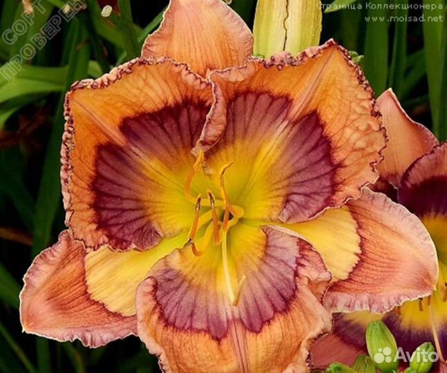 Лилейники ремонтантные последней селекции США