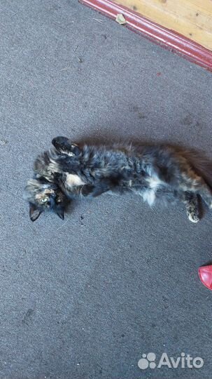 Умненькая и деликатная кошечка Мия