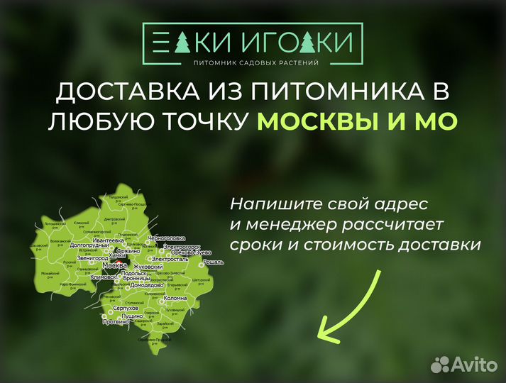 Ель Голубая 2,5 м