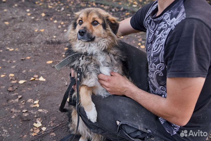 Отличный пес Красавчик ищет дом