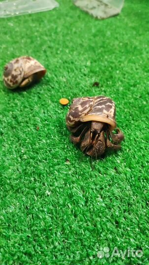 Рак отшельник Индонезия краб- отшельник