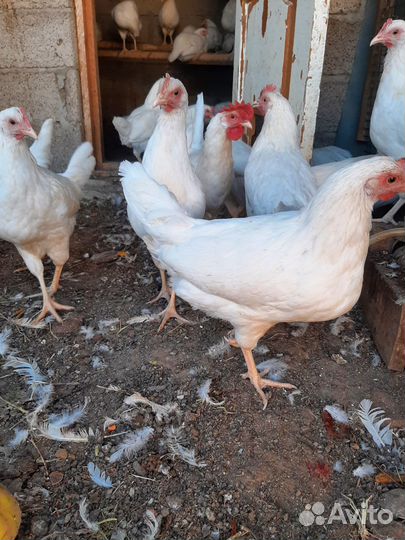 Леггорн несушки молодки