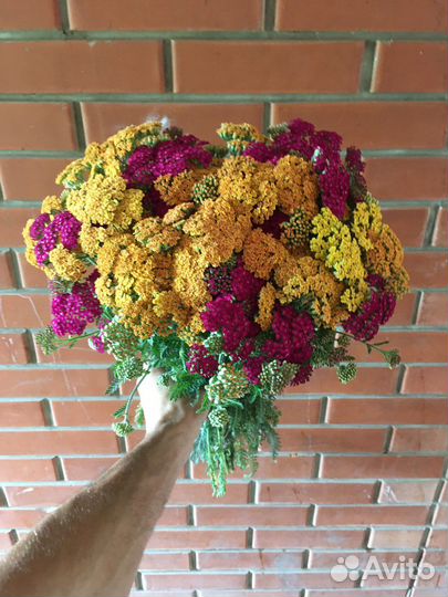 Тысячелистник