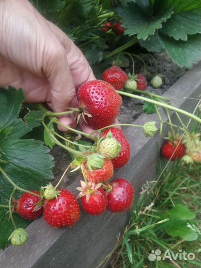 Рассада сортовой земляники(виктории)