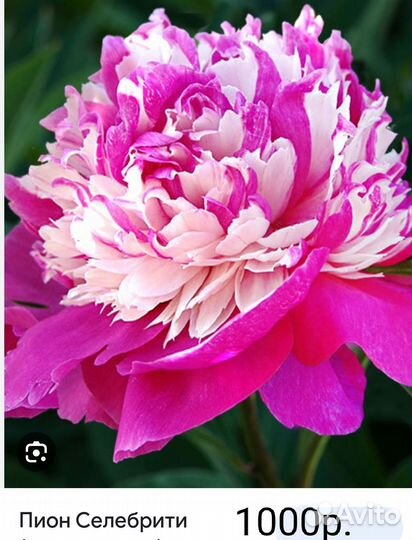 Пион Селебрити