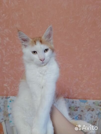 Котята мейн-кун классика