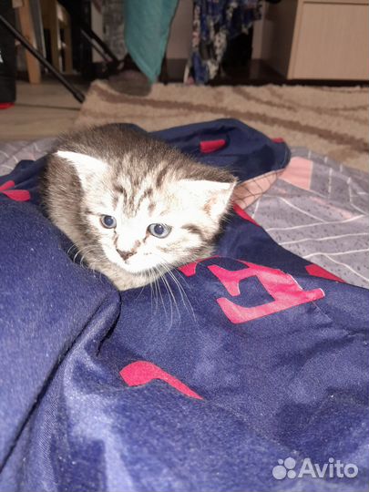 Шотландская кошка