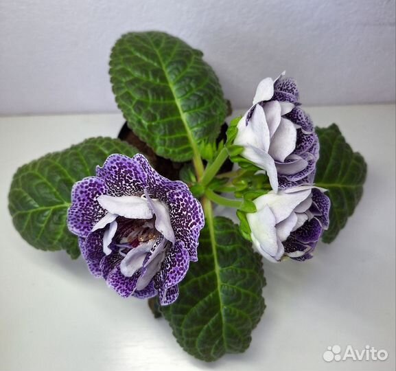 Цветущая глоксиния