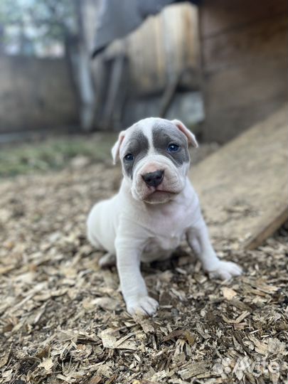 Щенки амстаффа