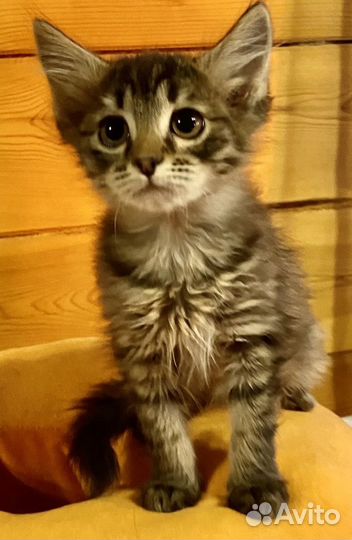 Котята мальчик и девочка