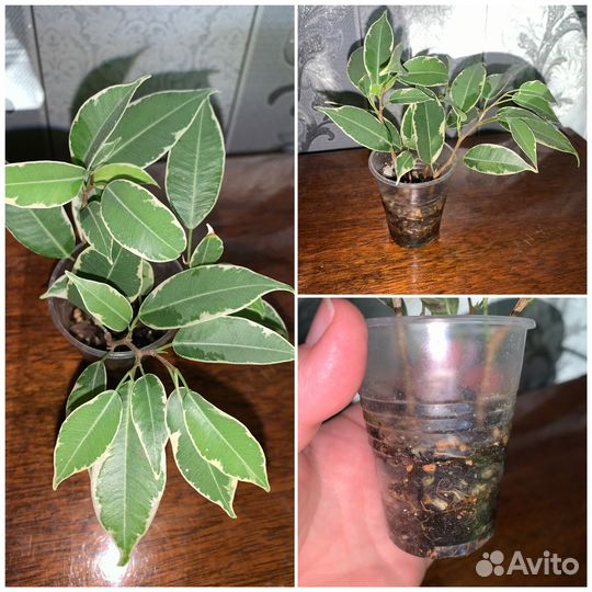 Комнатные растения/растения для дома