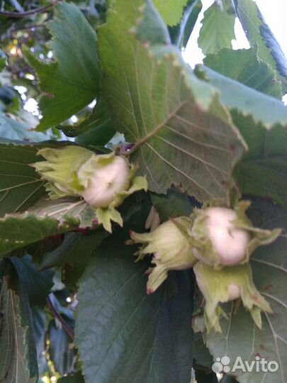 Саженец фундука