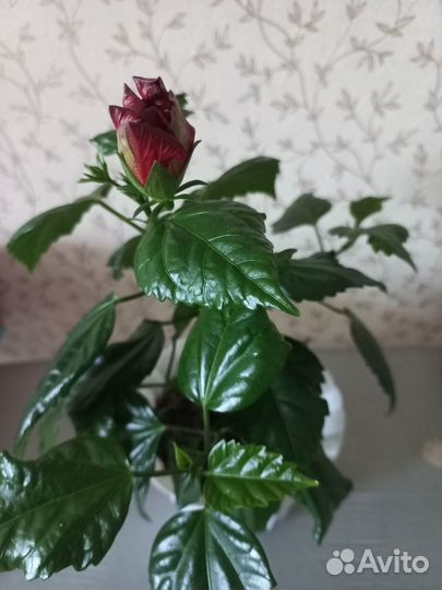 Гибискус махровый красный