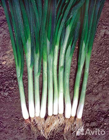 Семена Лука 