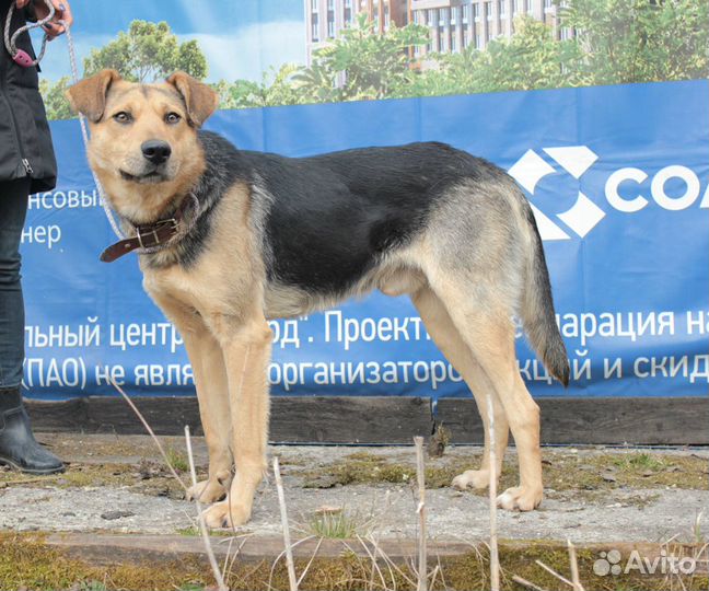 Броша. Собака из приюта в добрые руки