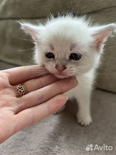 Котята сиамские