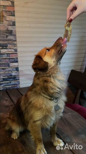 Лакомства для собак и кошек