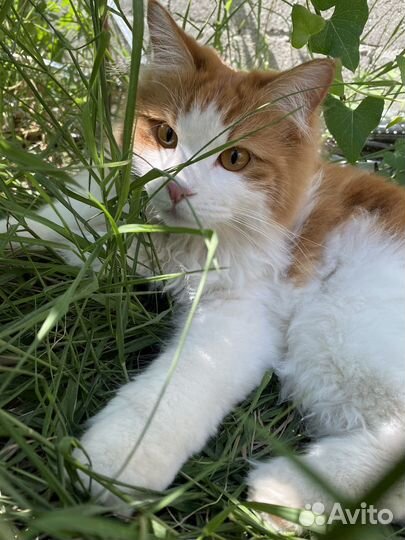 Кот курильский бобтейл