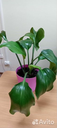 Комнатные цветы