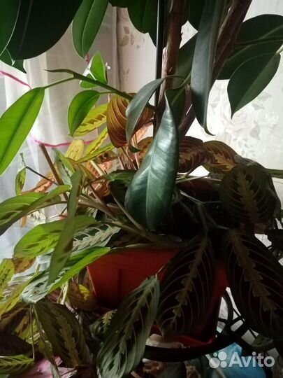 Фикус большой