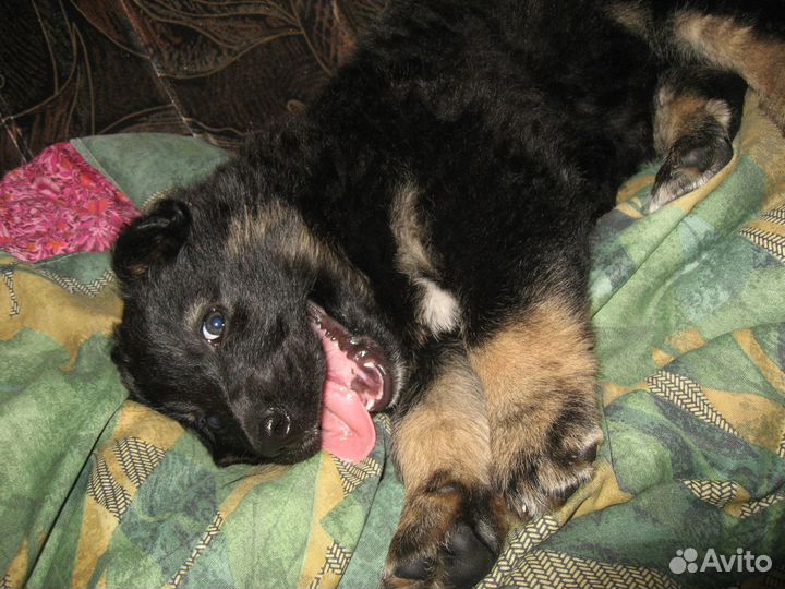 Передержка собак любых пород (кроме бойцовых)