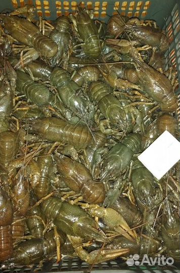 Раки вкусные