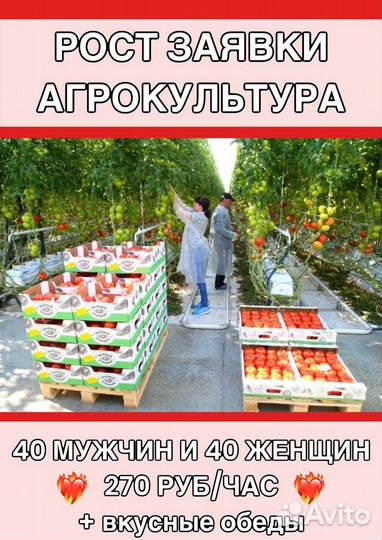 Вахта в Кашире/Овощевод в теплицы