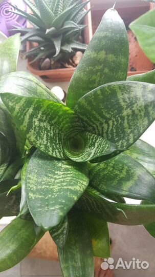 Сансевиерия Хана (каменная роза)