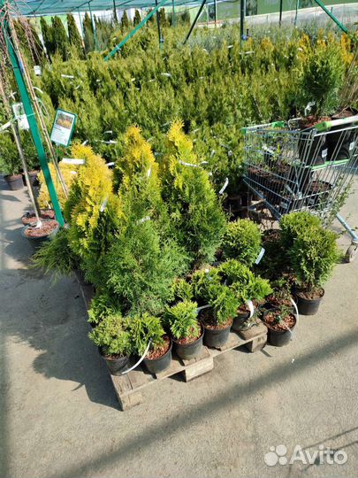 Саженцы с закрытой корневой системой