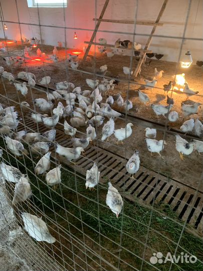 Продажа молодых петушков и курочек Адлерская сереб