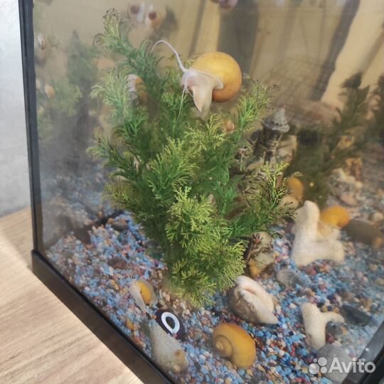 Улитки ампулярии