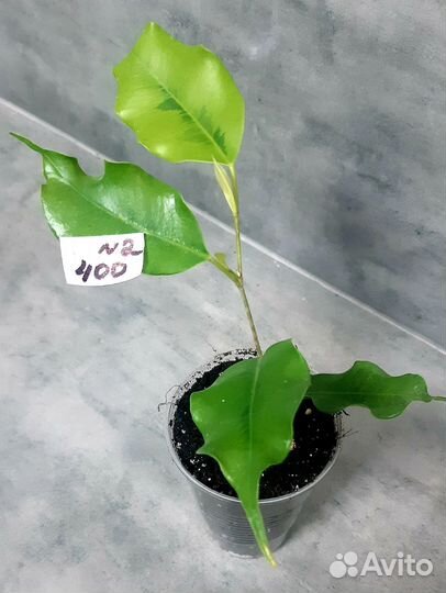 Фикус голден моник