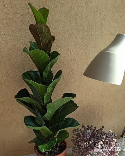 Женское счастье