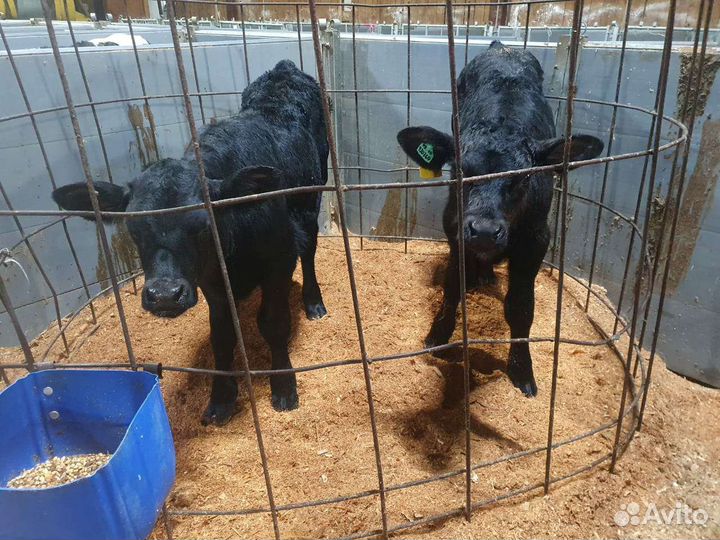 Отборные бычки и телки 1 2 месяца