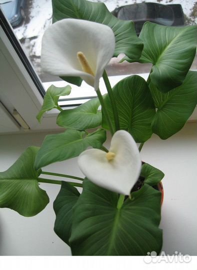 Цветы каллы