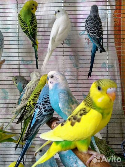 Волнистые попугаи