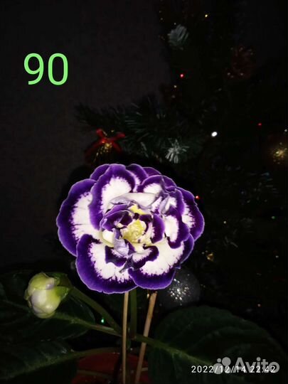 Глоксиния махровая