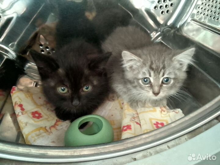 Котята в добрые руки бесплатно