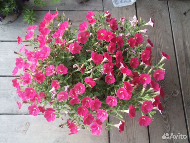 Петунии Tidal,ShockWave,RimMangenta