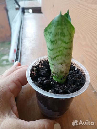 Сансевиерия Ханни грин